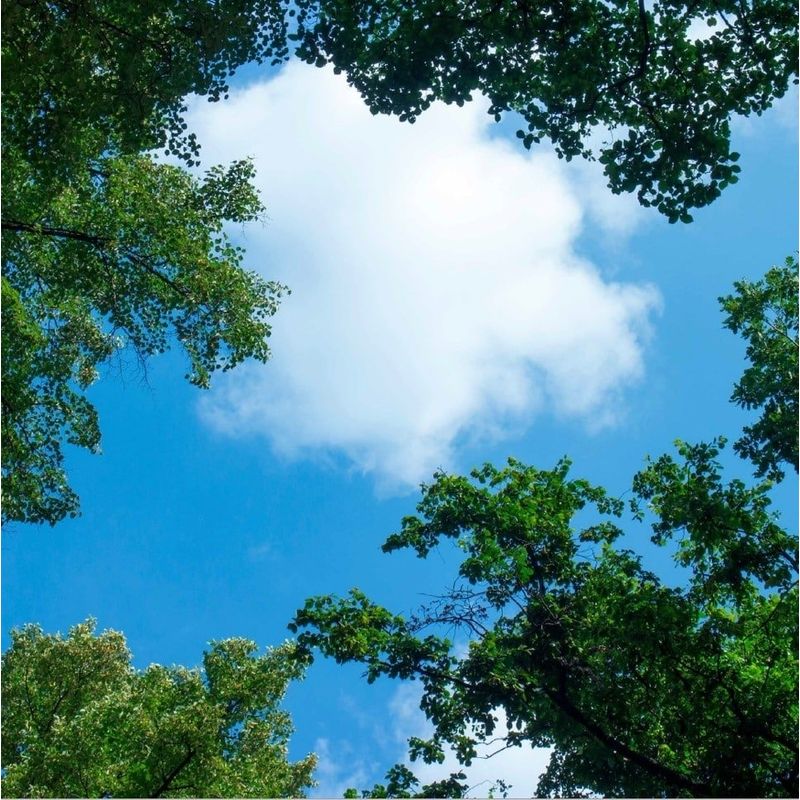 Impression photo nuage avec forêt - 1 plaque acrylique avec impression, pour panneaux LED 60x60 cm Impression photo nuage avec forêt - 1 plaque acrylique avec impression, pour panneaux LED 60x60 cm