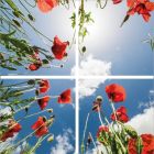 Impression photo coquelicot - lot de 4 plaques acryliques avec impression, pour panneaux LED 60x60 cm