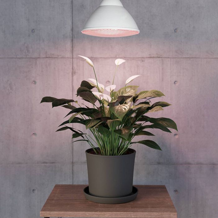 PAR LED lampe pour plante E27, 16W, 3500K